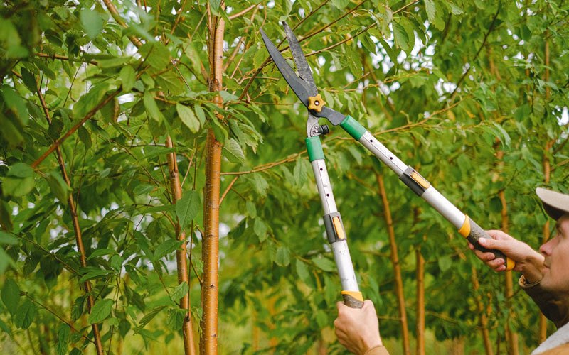 Tree trimming in Hydesville, CA